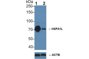 Western blot analysis of (1) Wild-type HeLa cell lysate, and (2) HSPA1L knockout HeLa cell lysate, using Mouse Anti-Human HSPA1L Antibody (3 µg/ml) and HRP-conjugated Goat Anti-Mouse antibody ( (HSPA1L anticorps  (AA 1-641))
