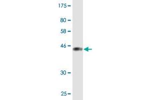 Western Blot detection against Immunogen (37.