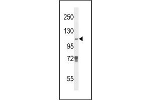 Western blot analysis of JMJD2B Antibody (N-term) (ABIN653341 and ABIN2842825) in K562 cell line lysates (35 μg/lane).