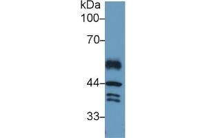 Detection of IRF1 in Mouse Placenta lysate using Polyclonal Antibody to Interferon Regulatory Factor 1 (IRF1)