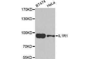 Western blot analysis of extracts of various cell lines, using IL1R1 antibody (ABIN5974995) at 1/1000 dilution. (IL1R1 anticorps)