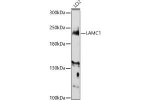 Western blot analysis of extracts of LO2 cells, using L antibody (ABIN7268186) at 1:3000 dilution. (Laminin gamma 1 anticorps  (AA 1300-1609))