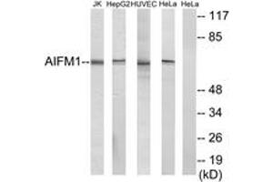 Western Blotting (WB) image for anti-Apoptosis-Inducing Factor, Mitochondrion-Associated, 1 (AIFM1) (AA 51-100) antibody (ABIN2889976) (AIF anticorps  (AA 51-100))