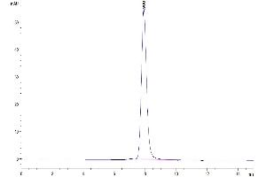 The purity of Human AMHRII is greater than 95 % as determined by SEC-HPLC.