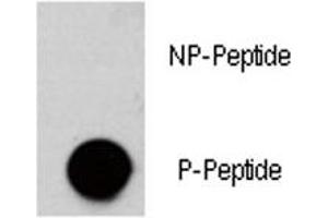 Dot blot analysis of phospho-AKT3 antibody.