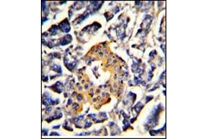 AP17766PU-N SRP72 antibody staining of Formalin-Fixed, Paraffin-Embedded Human pancreas using peroxidase-conjugated to the secondary antibody, followed by DAB staining. (SRP72 anticorps  (Middle Region))