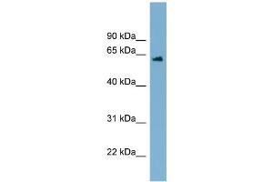 WB Suggested Anti-C12orf4  Antibody Titration: 0. (C12orf4 anticorps  (Middle Region))