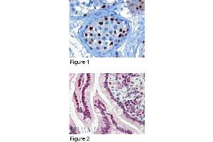 Figure 1: ABIN185160 (3µg/ml) staining of paraffin embedded Human Testis.