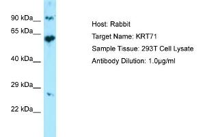 Western Blotting (WB) image for anti-Keratin 71 (KRT71) (Middle Region) antibody (ABIN2774427) (Keratin 71 anticorps  (Middle Region))