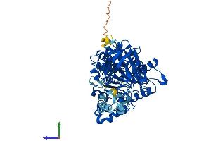 AlphaFold protein structure predicition of Mouse Recombinant Pyroxd2 Protein, UniprotID Q3U4I7