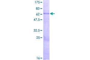 Image no. 1 for Lymphocyte-Activation Gene 3 (LAG3) (AA 1-360) protein (GST tag) (ABIN1309110)