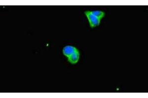 Immunofluorescent analysis of HepG2 cells using ABIN7162936 at dilution of 1:100 and Alexa Fluor 488-congugated AffiniPure Goat Anti-Rabbit IgG(H+L) (Peroxiredoxin 2 anticorps  (AA 2-65))
