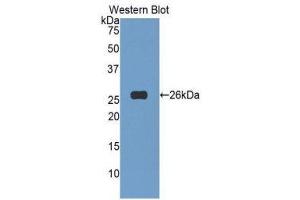 Western Blotting (WB) image for anti-Tumor Necrosis Factor (Ligand) Superfamily, Member 14 (TNFSF14) (AA 62-240) antibody (ABIN1173713)