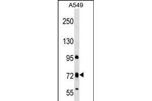 TMC4 Antibody (N-term) (ABIN1539539 and ABIN2849384) western blot analysis in A549 cell line lysates (35 μg/lane). (Tmc4 anticorps  (N-Term))