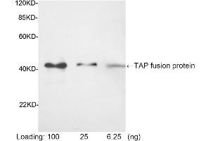 Western blot analysis of tissue lysates using 1 µg/mL Rabbit Anti-TAP-tag [HRP] Polyclonal Antibody (ABIN398917) Predicted Size: 42 KD Observed Size: 42 KD (TAP Tag anticorps (HRP))