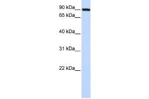 Western Blotting (WB) image for anti-Transferrin Receptor 2 (TFR2) antibody (ABIN2458931) (Transferrin Receptor 2 anticorps)