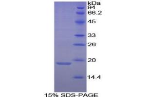 SDS-PAGE analysis of Dog Annexin A4 Protein. (Annexin IV Protéine)