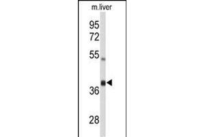 Western blot analysis of AIFM2 Antibody (C-term) (ABIN650623 and ABIN2846510) in mouse liver tissue lysates (35 μg/lane). (AIFM2 anticorps  (C-Term))