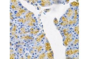 Immunohistochemistry of paraffin-embedded Mouse pancreas using EDN3 Polyclonal Antibody at dilution of 1:100 (40x lens). (Endothelin 3 anticorps)