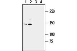 Western blot analysis of human THP-1 monocytic leukemia cell line lysate (lanes 1 and 3) and human HL-60 promyelocytic leukemia cell line lysate (lanes 2 and 4): - 1, 2. (TRPM2 anticorps  (3rd Extracellular Loop))