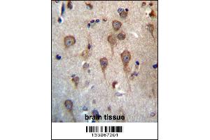 GPHB5 Antibody immunohistochemistry analysis in formalin fixed and paraffin embedded human brain tissue followed by peroxidase conjugation of the secondary antibody and DAB staining. (GPHB5 anticorps  (C-Term))