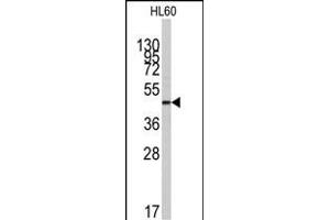 Western blot analysis of anti-ZIC3 Antibody (N-term) (ABIN389243 and ABIN2839388) in HL60 cell line lysates (35 μg/lane). (ZIC3 anticorps  (N-Term))