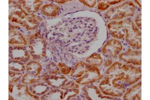 IHC image of ABIN7127627 diluted at 1:100 and staining in paraffin-embedded human kidney tissue performed on a Leica BondTM system. (Recombinant Monoamine Oxidase A anticorps)