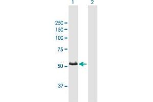 Western Blot analysis of CYP3A7 expression in transfected 293T cell line by CYP3A7 MaxPab polyclonal antibody.