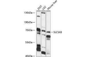 Western blot analysis of extracts of various cell lines, using SLC5 antibody (ABIN7270470) at 1:1000 dilution. (SLC5A9 anticorps  (AA 230-320))