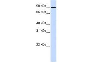 Image no. 1 for anti-Discs, Large Homolog 3 (DLG3) (AA 648-697) antibody (ABIN6743195) (DLG3 anticorps  (AA 648-697))