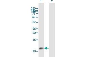 Western Blot analysis of GTF2A2 expression in transfected 293T cell line by GTF2A2 MaxPab polyclonal antibody. (GTF2A2 anticorps  (AA 1-109))