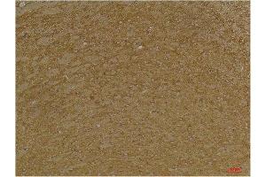 Immunohistochemistry (IHC) analysis of paraffin-embedded Mouse Brain Tissue using KCNK9 (TASK-3) Rabbit Polyclonal Antibody diluted at 1:200. (KCNK9 anticorps)