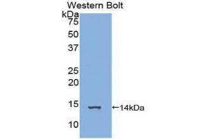 Western Blotting (WB) image for anti-Family with Sequence Similarity 19 (Chemokine (C-C Motif)-Like), Member A3 (FAM19A3) (AA 44-130) antibody (ABIN1858794)