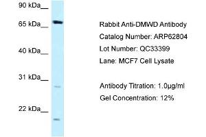 Western Blotting (WB) image for anti-Dystrophia Myotonica, WD Repeat Containing (DMWD) (C-Term) antibody (ABIN2789250) (DMWD anticorps  (C-Term))