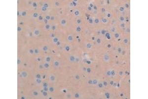 IHC-P analysis of Mouse Tissue, with DAB staining. (ICAM5 anticorps  (AA 164-441))