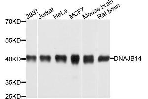 Western blot analysis of extracts of various cells, using DNAJB14 antibody. (DNAJB14 anticorps)