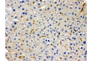 IHC testing of FFPE mouse liver with BMP5 antibody. (BMP5 anticorps)