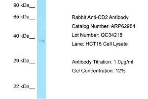 Western Blotting (WB) image for anti-CD2 (CD2) (C-Term) antibody (ABIN2789321) (CD2 anticorps  (C-Term))