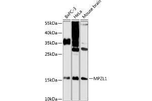 Western blot analysis of extracts of various cell lines, using MPZL1 antibody (ABIN6130846, ABIN6143978, ABIN6143979 and ABIN6216906) at 1:3000 dilution. (MPZL1 anticorps  (AA 1-269))