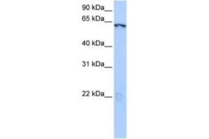 Western Blotting (WB) image for anti-Lin-9 Homolog (LIN9) antibody (ABIN2463376) (LIN9 anticorps)