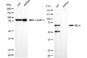 Western blotting analysis using RELA antibody (ABIN7799646).