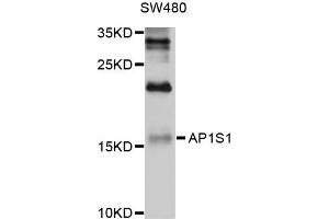 Western blot analysis of extracts of SW480 cells, using AP1S1 antibody. (AP1S1 anticorps)