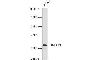 Western blot analysis of extracts of K-562 cells, using TNF antibody (ABIN7271074) at 1:1000 dilution. (TNFAIP1 anticorps  (AA 90-160))