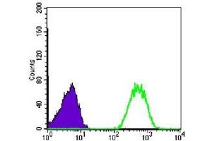 FC analysis of Jurkat cells using NME1 antibody (green) and negative control (purple). (NME1 anticorps)