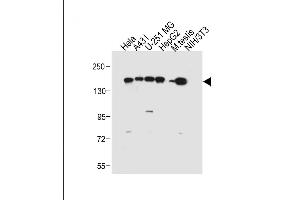 RECQL4 antibody  (C-Term)