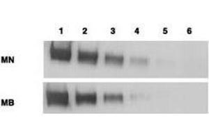 Western blotting using  anti-mesothelin antibodies to detect mesothelin-Fc at 100 ng (lane 1), 25 ng (lane 2), 6 ng (lane 3), 2 ng (lane 4) and 0. (Mesothelin anticorps  (Extracellular Domain))