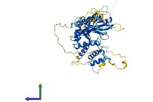 AlphaFold protein structure predicition of Human Recombinant FRMD8 Protein, UniprotID Q9BZ67