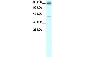 WB Suggested Anti-NFKB2 Antibody Titration:  0. (NFKB2 anticorps  (C-Term))