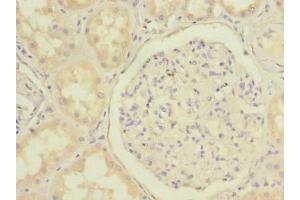Immunohistochemistry of paraffin-embedded human kidney tissue using ABIN7159874 at dilution of 1:100 (C20orf72 anticorps  (AA 81-260))