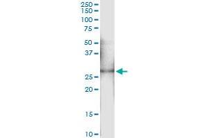 Immunoprecipitation of OSM transfected lysate using anti-OSM MaxPab rabbit polyclonal antibody and Protein A Magnetic Bead , and immunoblotted with OSM purified MaxPab mouse polyclonal antibody (B02P) .